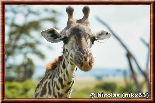 Girafe Masai portrait