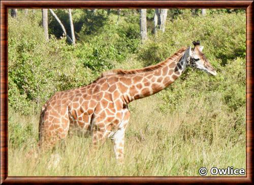 Girafe Masaï (Giraffa tippelskirchi)