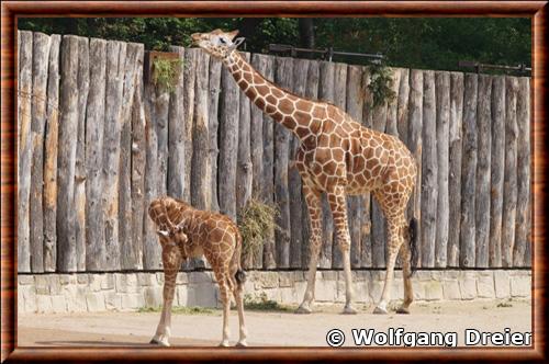 Girafe reticulee et girafon