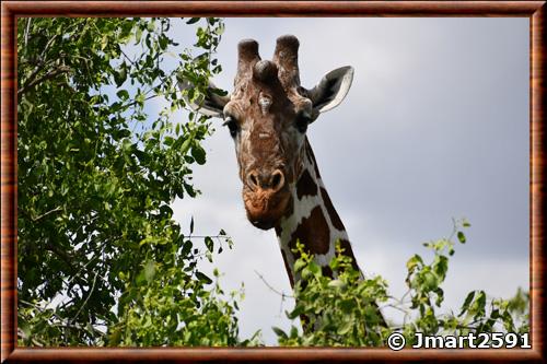 Girafe reticulee gros plan