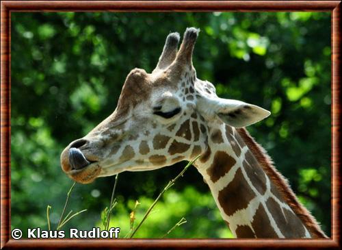 Girafe reticulee portrait