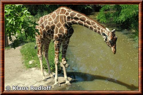 Girafe reticulee zoo de Duisbourg