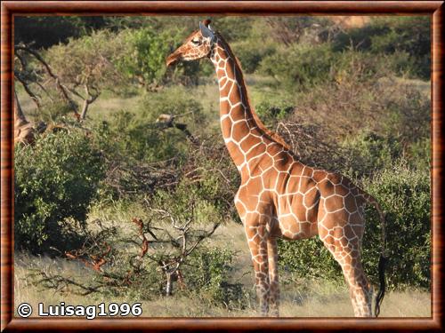 Girafe reticulee (Giraffa reticulata)