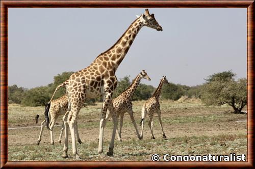 Giraffa camelopardalis antiquorum