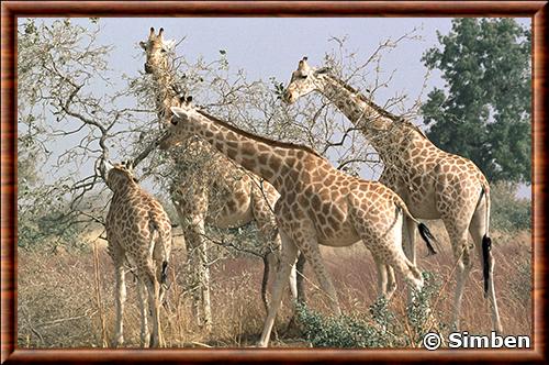 Giraffa camelopardalis peralta