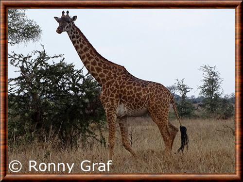 Giraffa tippelskirchi tippelskirchi