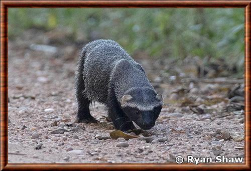 Greater grison (Galictis vittata)