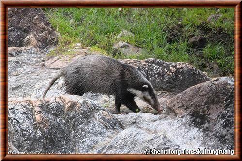 Greater hog badger (Arctonyx collaris)