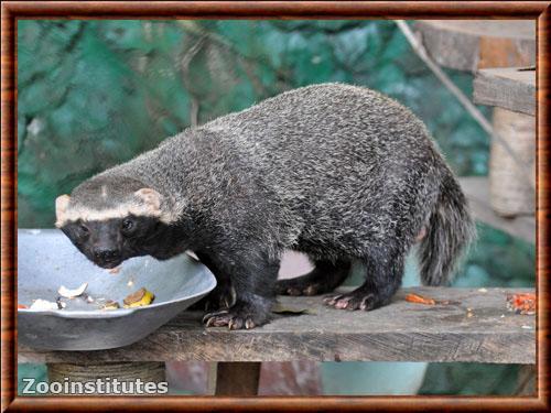 Grison zoo de Santa Cruz