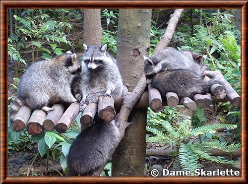 Guadeloupe raccoon (Procyon lotor minor)