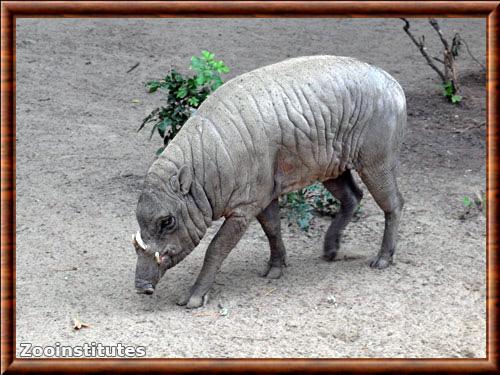 Hairy Babirusa (Babyrousa babyrussa)