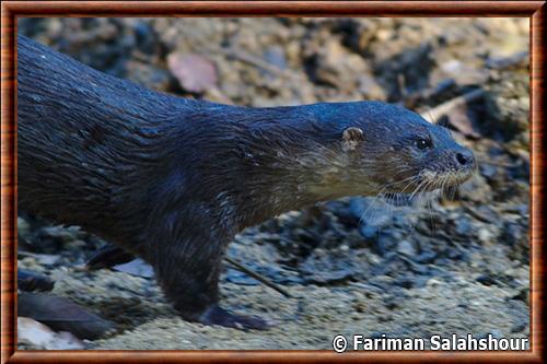 Hairy-nosed otter (Lutra sumatrana)