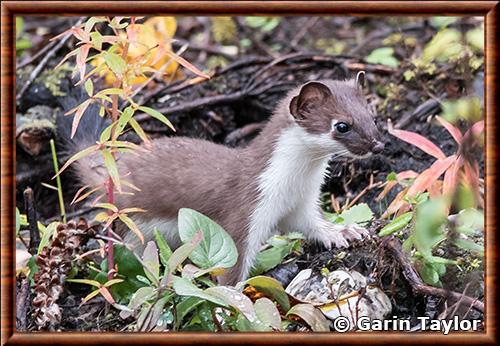 Hermine arctique (Mustela erminea arctica)