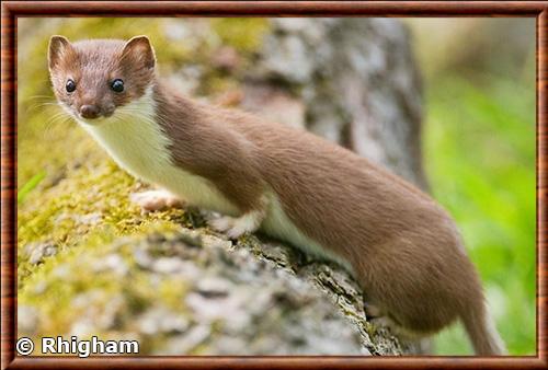 Hermine britannique (Mustela erminea stabilis)