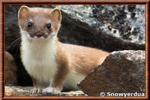 Hermine de Baffin (Mustela erminea semplei)