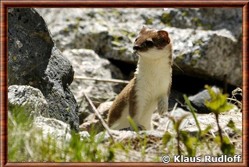 Hermine de Ferghana (Mustela erminea ferghanae)