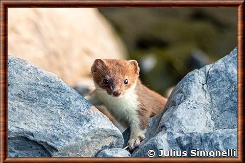 Hermine de Kodiak (Mustela erminea kadiacensis)