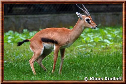 Heuglin's Gazelle