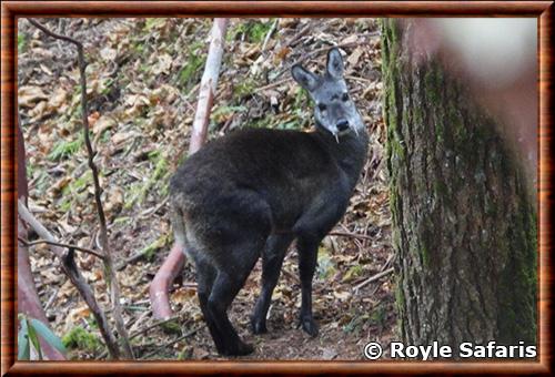 Himalayan musk deer (Moschus leucogaster)