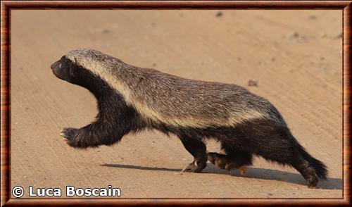 Honey badger (Mellivora capensis)