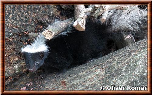 Hooded skunk (Mephitis macroura)