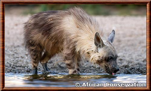 Hyene brune Afrique du Sud