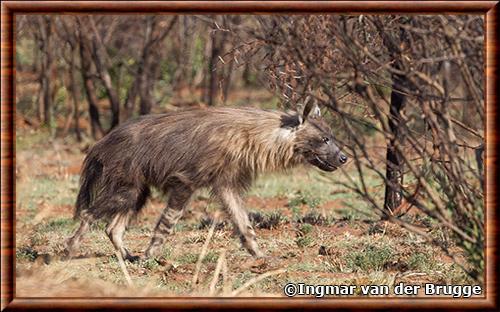 Hyene brune (Parahyaena brunnea)