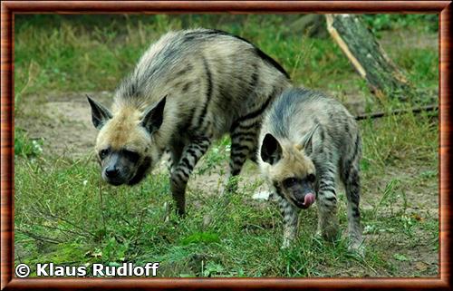 Hyene rayee femelle