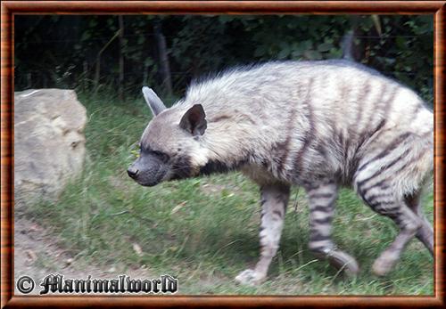 Hyene rayee (Hyaena hyaena)