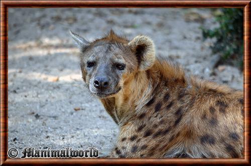 Hyene tachetee portrait