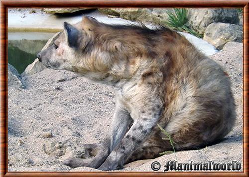 Hyene tachetee zoo Amneville