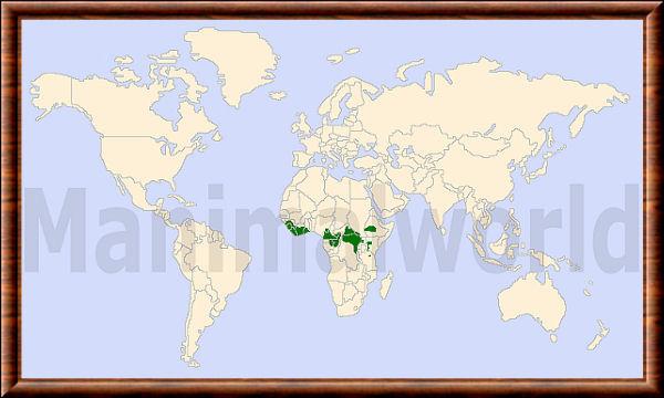 Hylochoerus meinertzhageni distribution