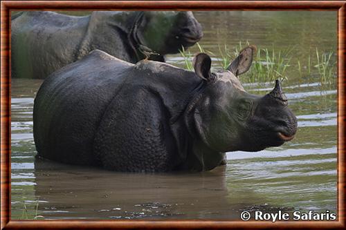 Indian rhinoceros