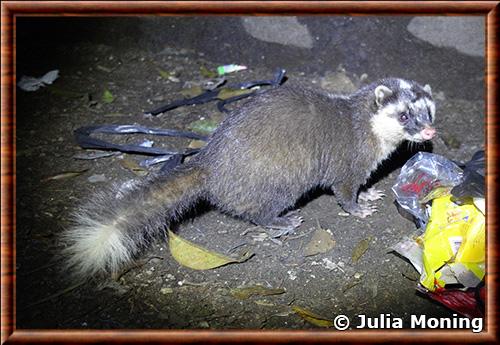 Javan ferret-badger (Melogale orientalis)