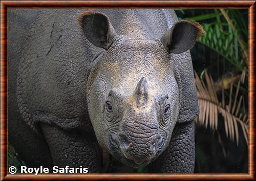 Javan rhinoceros (Rhinoceros sondaicus)