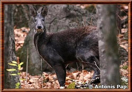 Kashmir musk deer (Moschus cupreus)