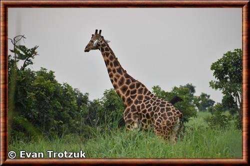 Kordofan giraffe (Giraffa camelopardalis antiquorum)