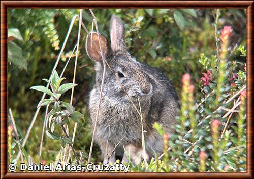 Lapin des Andes (Sylvilagus andinus)