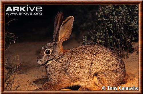 Lapin des bochimans