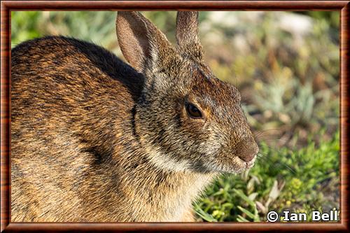 Lapin des marais gros plan