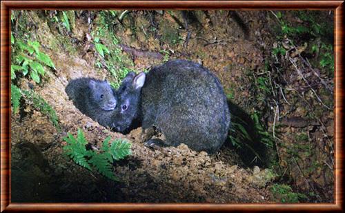 Lapin des Ryukyu femelle