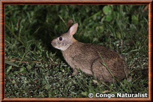 Lapin du Bunyoro