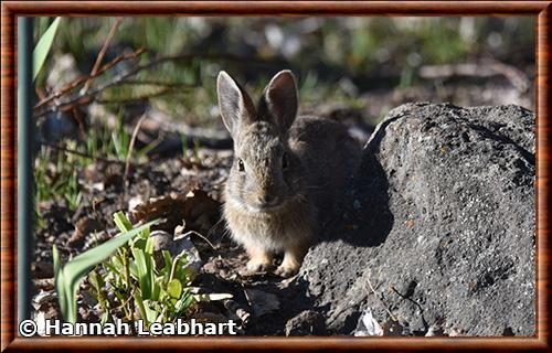 Lapin nain