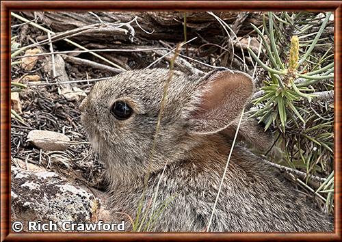 Lapin pygmee gros plan