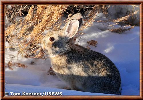 Lapin pygmee Seedskadee