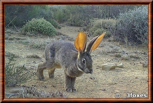 Lapin riverain (Bunolagus monticularis)