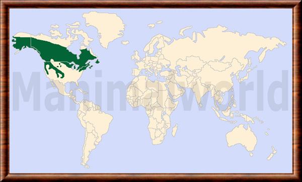 Lepus americanus distribution