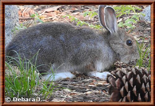 Lepus americanus tahoensis