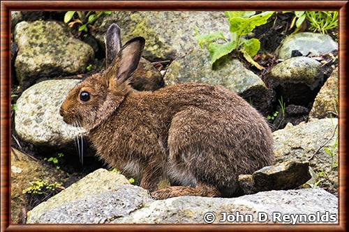 Lepus americanus washingtonii