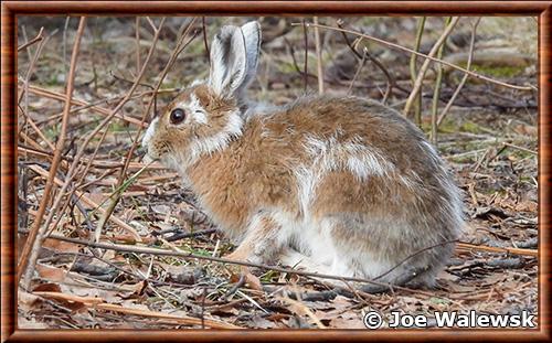 Lepus americanus